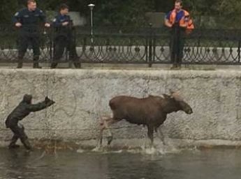 В Москве лось сбежал от полицейских и чуть не утонул в пруду (ФОТО, ВИДЕО)