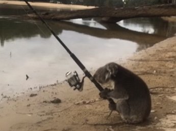 Австралийская коала стала звездой Сети, освоив азы рыбной ловли