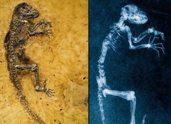 Ученые показали прародича человека в возрасте 47 млн лет