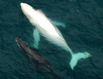 Гигантский кит из "Моби Дика" реально существовал