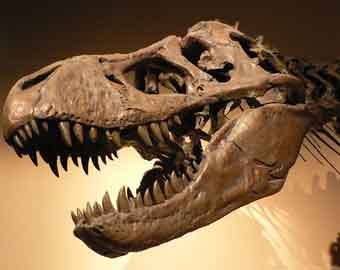 Палеонтологи недооценивали размеры динозавров
