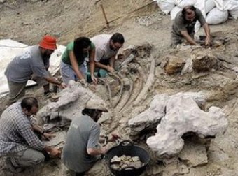 В Анголе найдены останки неизвестного вида динозавра