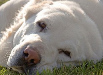 В Караганде верный пёс ценой своей жизни спас хозяина-самоубийцу
