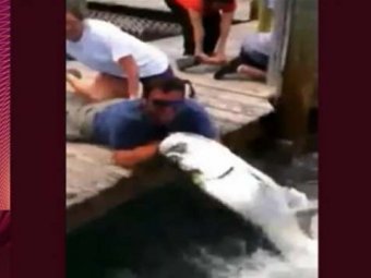 В Тайланде турист отбился от голодной акулы голыми руками