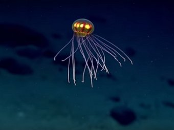 В Марианской впадине обнаружен неизвестный вид медуз
