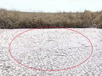 Тысячи мёртвых рыб покрыли поверхность озера Кунашак Челябинской области