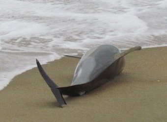 В Одесской области на берег выбросило десятки мертвых дельфинов (ФОТО)