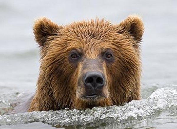 Охотник в Иркутской области убил двух рыбаков, отпугивая медведя