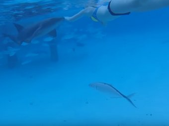 В США мужчина снял на видео нападение акулы на собственную жену