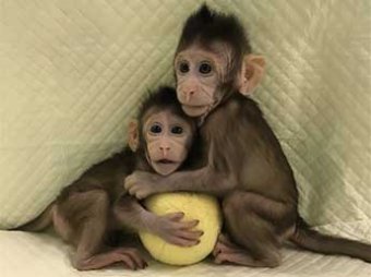 Китайцы научились клонировать людей на примере обезьяны