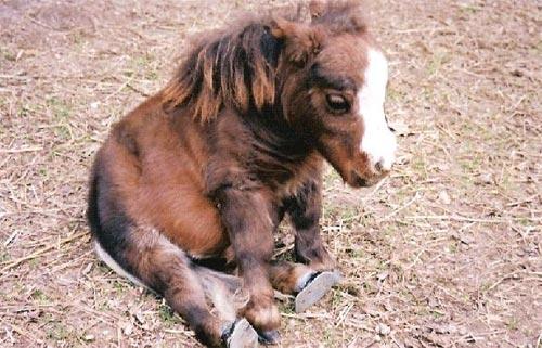 Тумбелина была признана комиссией Книги рекордов Гиннеса самой маленькой лошадкой в мире после того, как она стала весить 17 кг и владельцы поняли, что она больше не собирается ни расти, ни толстеть.