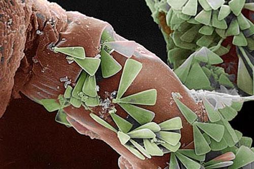 "Стеклянный лес"- Марио Стефани (Второй университет Неаполя, Италия), 1 место в соревновании фотографий.
            Диатомовые водоросли - крохотные простейшие, которые, тем не менее, производят около 40% всего кислорода на Земле. Клетки этих удивительных живых существ заключены в микроскопические "раковины" из аморфного кремнезёма SiO2, который, будь раковины размером не 30 мкм, как у изображённых на этой фотографии особей Licmophora ehrenbergii, а несколько сантиметров, мы бы назвали стеклом.
            Всего науке известны около 100 тысяч видов диатомей, размеры крупнейших из которых достигают 2 мм. На этой фотографии, полученной с помощью сканирующего электронного микроскопа, показанные зелёным диатомовые водоросли укрепились на "ножках" небольшого морского беспозвоночного Eudendrium racemosum, представленного оттенками коричневого (цвета в его обычном понимании электронный микроскоп не чувствует, так как работает не со светом, а с потоком электронов).