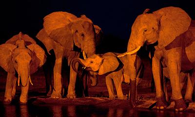 Слоны пришли на водопой ночью в национальном парке Восточный Цаво, Кения. (Ben Curtis/Associated Press)