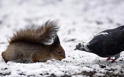 Белка и голубь борются за угощение после снегопада в парке в Минске, Беларусь. (Sergei Grits/Associated Press)