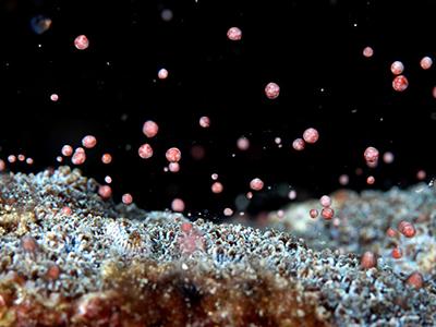Процесс размножения кораллов на рифе в национальном парке Кэньдин в Тайване в 23-й день третьего месяца по лунному календарю, который в этом году выпал на 13 апреля. (Tsai Yung-chun/Reuters)