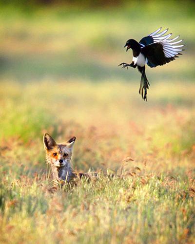 Сорока нападает на лисицу, которая сидит в траве в поле к востоку от города Вэлла-Вэлла, штат Вашингтон. (Jeff Horner/Walla Walla Union-Bulletin via Associated Press)