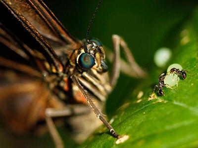 Муравьи окружили одно из яиц, отложенных бабочкой Морфо Пелеида, в саду бабочек в Коста-Рике. (Juan Carlos Ulate/Reuters)