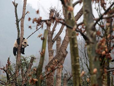 Гигантская панда сидит на дереве в центре разведения панд в городе Дуцзянъянь, Китай. (China Daily/Reuters)