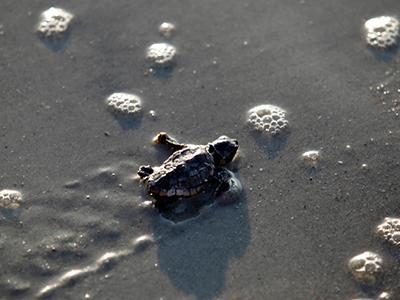 Детёныш головастой морской черепахи ползёт к линии прибоя в Парке штата Миртл Бич в Миртл-Бич, Южная Каролина. (Randall Hill/Reuters) /По материалам bigpicture.ru/