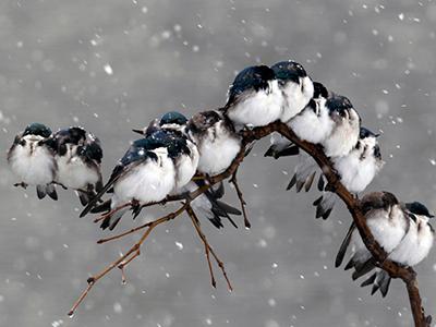 Птицы сидят на ветке во время снегопада в Пемброке, штат Нью-Йорк. (David Duprey/Associated Press)
