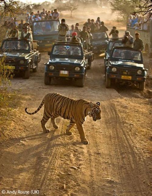 Волк в прыжке "ухватил" фотопремию Wildlife Photographer 2009