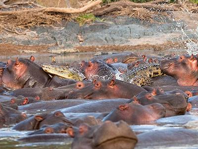 Крокодил слишком близко подошел к группе бегемотов, которые при приближении хищника мгновенно сгруппировались.