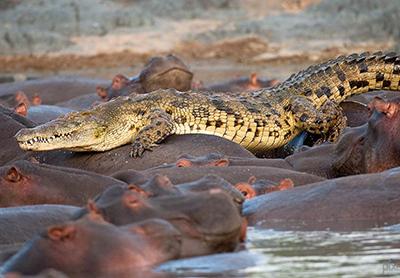Не так давно чешскому фотографу Вацлаву Силха удалось сфотографировать в Национальном парке Серенгети в Танзании удивительную сцену нападения бегемота на крокодила.