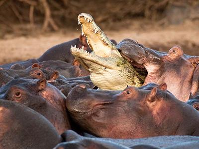 Крокодил решил взобраться на спины бегемотов, за что и поплатился: бегемоты набросились на него и разорвали.