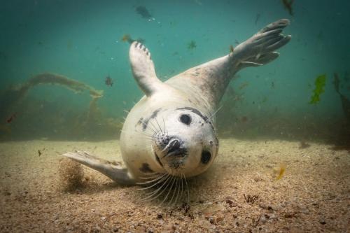 Победители конкурса Underwater Photographer of the Year 2019