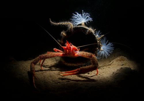 Победители конкурса Underwater Photographer of the Year 2019