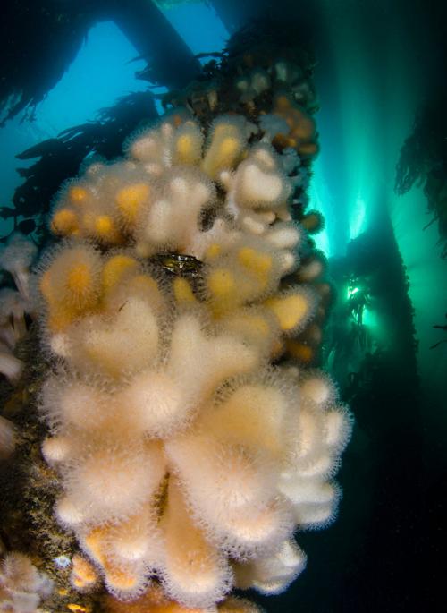 Победители конкурса Underwater Photographer of the Year 2019