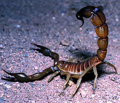 Большинство скорпионов относительно безопасны для людей, поскольку укусы оказывают только местное воздействие (боль, анемия, опухоль). Однако скорпион Лейрус (Leiurus quinquestriatus) - очень опасный вид.