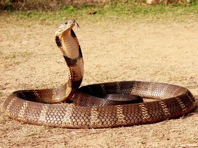 Среди представителей змей есть и более ядовитые, чем королевская кобра, но она способна выделить яда гораздо больше других. Королевская кобра широко распространена в густых горных лесах Южной и Юго-Восточной Азии.