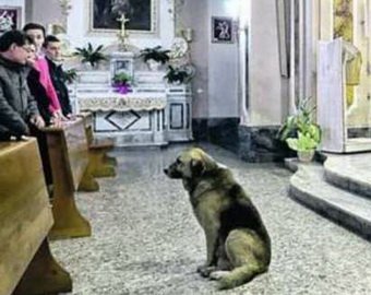 Собака ежедневно ходит в церковь после смерти хозяйки