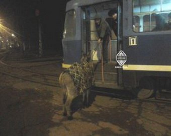 В Одессе мужчина попытался прокатиться в трамвае с ослом 