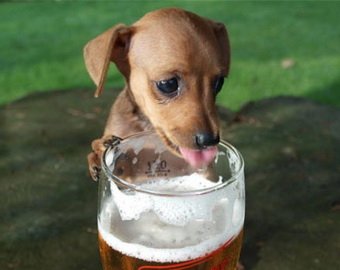 Американская пивоварня выпустила пиво для собак