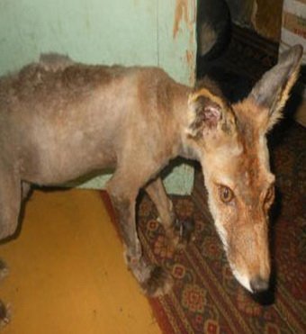 Жительница Сахалина приютила лысого лиса 
