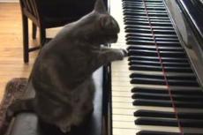 Кошка-пианистка начала зарабатывать