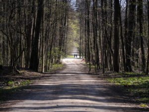 Житель Петербурга нашел в лесу мертвую женщину