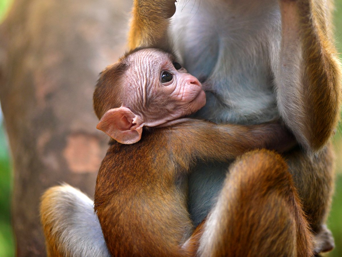 В Сети набирает популярность видео с идеальной мамой-обезьянкой