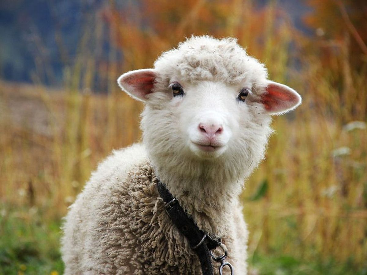 Овца прикольная картинка