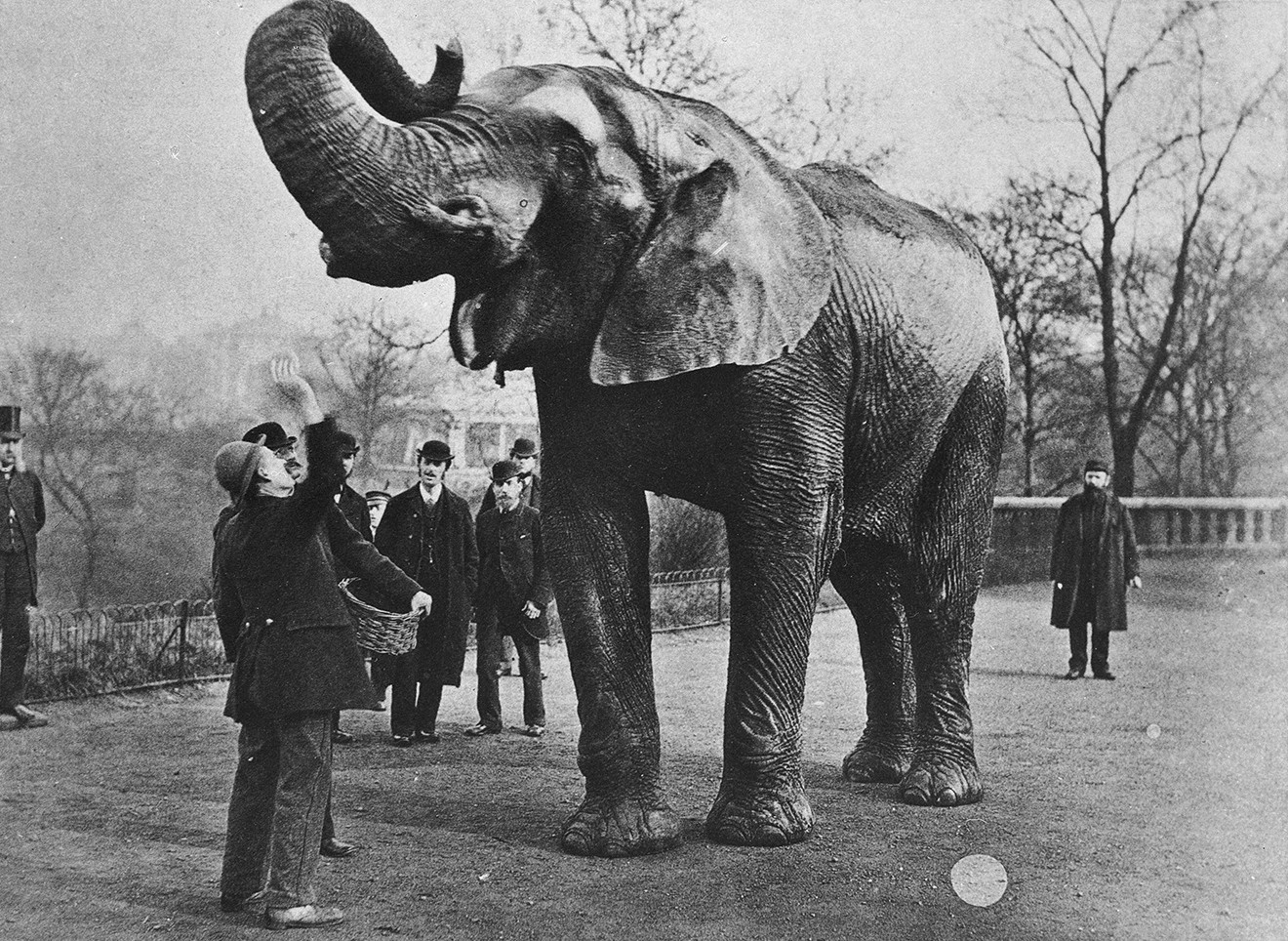 Лондонский зоопарк слон джамбо