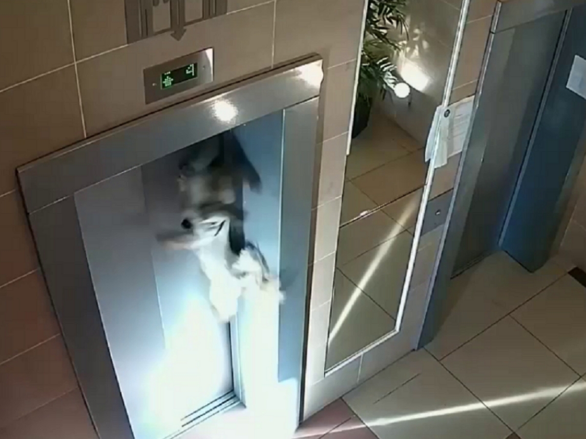 В Москве хозяйка чуть не убила собаку лифтом