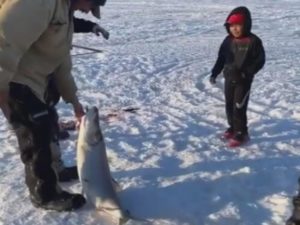 Океанологи засняли редчайшую гигантскую медузу, чьи щупальца достигают 10 метров в длину