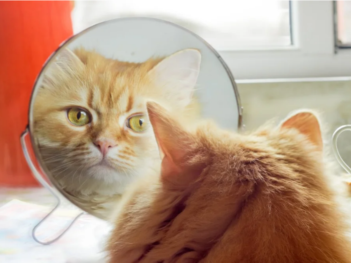 Кошка смотрит в зеркало
