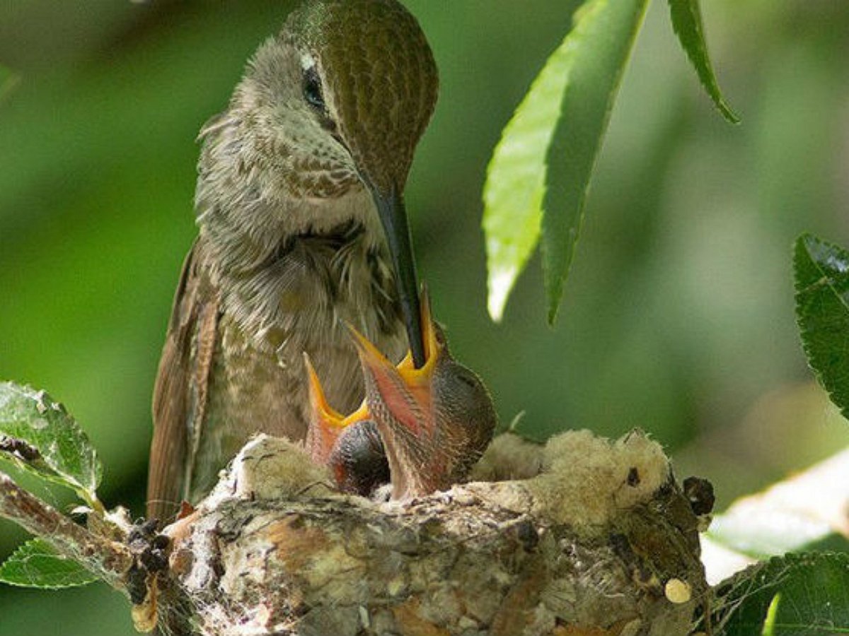 Крошечная колибри кормит птенцов