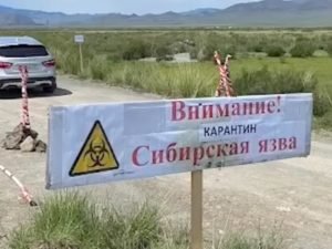 Житель Тувы съел вареные кишки лошади и заразился сибирской язвой