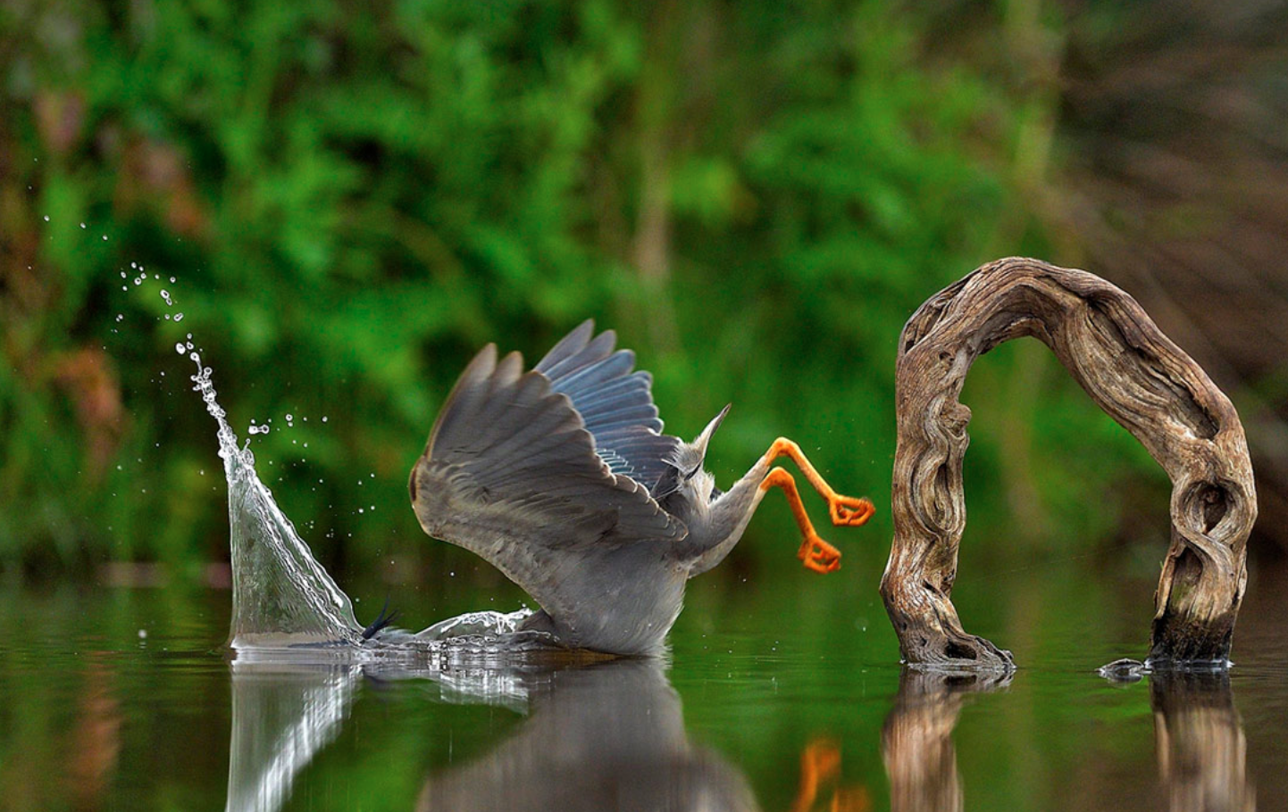 Самые смешные фото дикой природы от The Comedy Wildlife Photography Awards