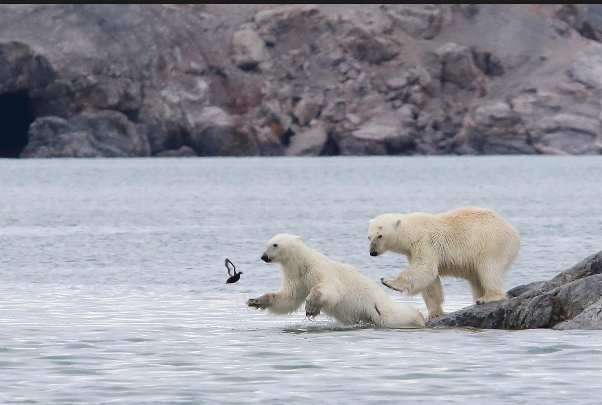 Самые смешные фото дикой природы от The Comedy Wildlife Photography Awards