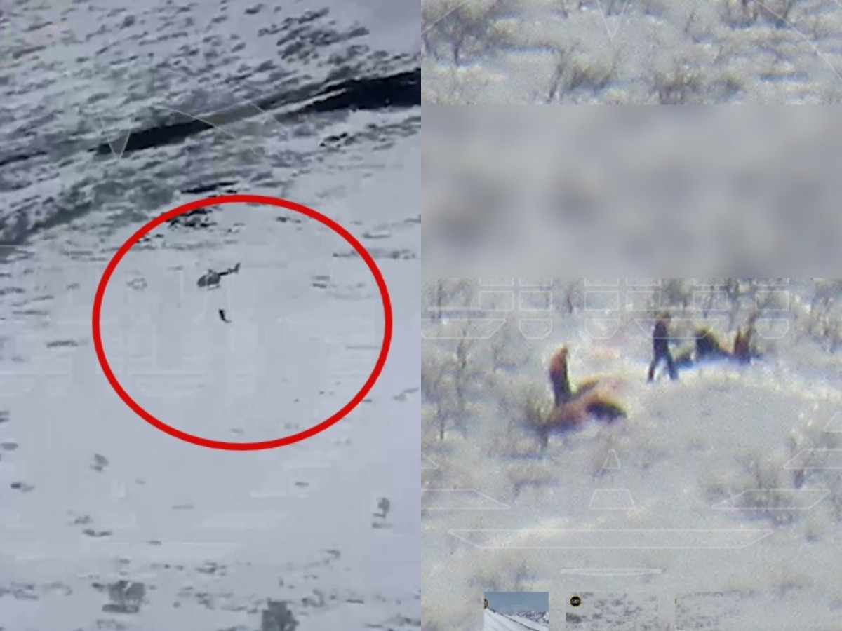 Браконьеры на Камчатке перевезли убитых медведей, привязав к вертолету